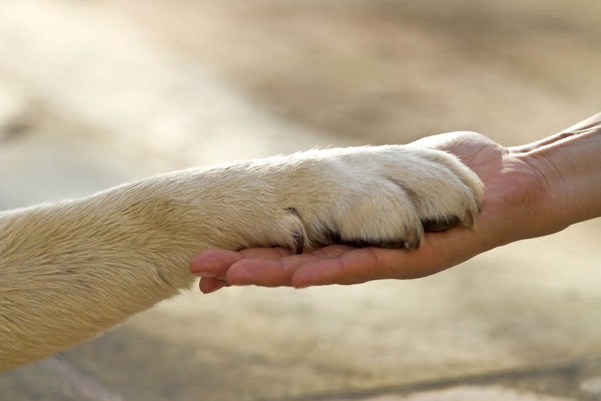 With Summer in Full Swing, OPP Warn Not to Leave Your Pets in Your Car