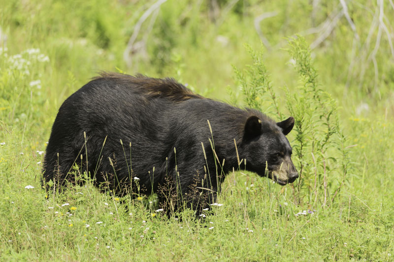 Hungry Black Bears Shouldn’t be Feared, But Should be Respected And Avoided