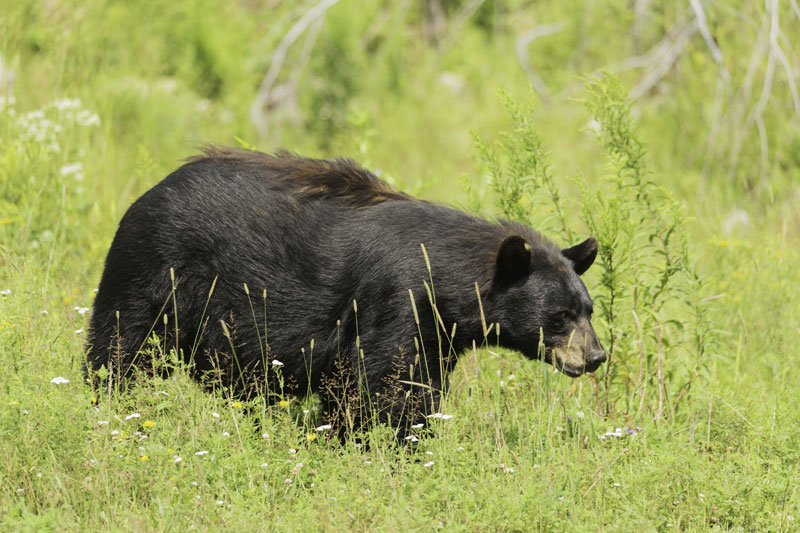 Police Sharing Tips on How to Keep Bears off Your Property