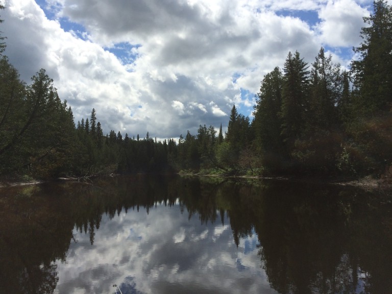 Friends of Algonquin Park Looking for Volunteers