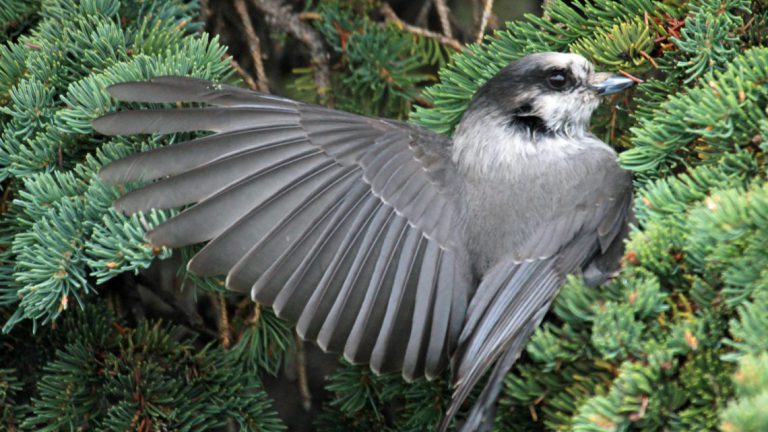 Higher-than-average number of birds seen in Algonquin Park during annual count