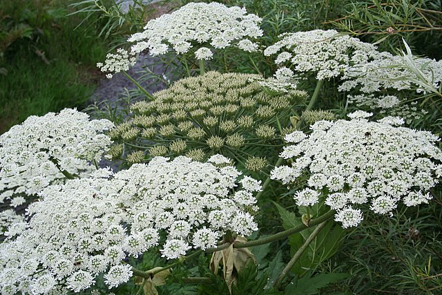 Giant Hogweed Found in North Hastings