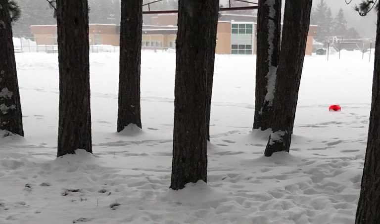 MNRF INVESTIGATING REPORTS OF WOLVES OR COYOTES IN BIRDS CREEK