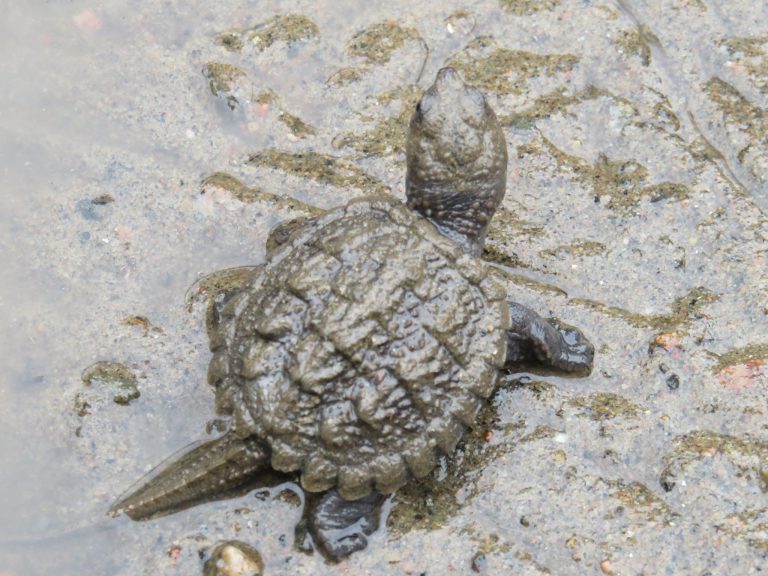 Madawaska Valley residents asked to watch for turtles
