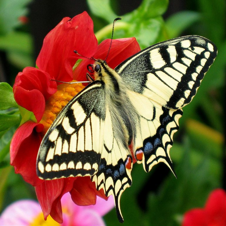 Butterfly Release Offers Healing to Those Grieving from Loss