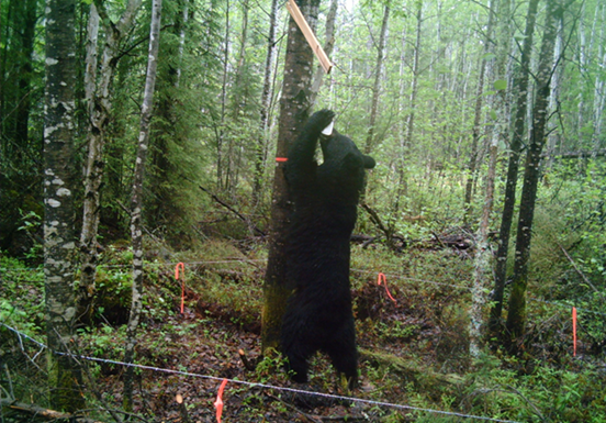 NDMNRF reminds to be ‘bear wise’