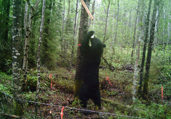 Free webinar on Wednesday teaches about animal tracking