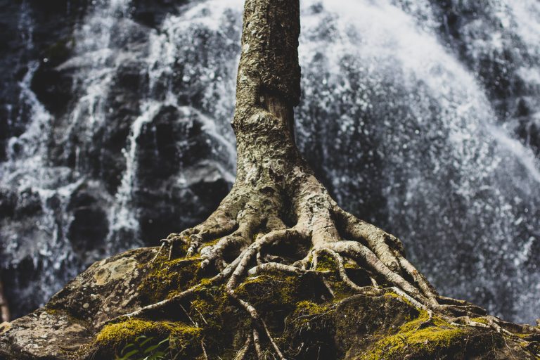 Dig Out Your Roots