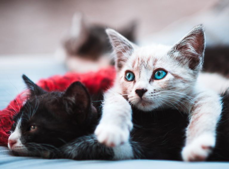 Woman with Colony of Cats Needs Help