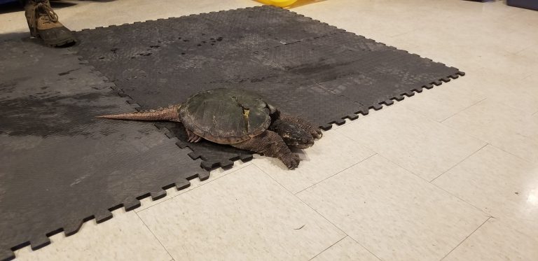 One of the many turtles that were brought to the Turtle Fesitval on Saturday (Photo credit: Mathew Reisler - Moose FM)