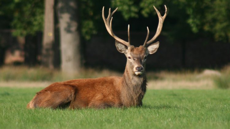 A deer sitting in grass. (lagunabluemolly, Pixabay)