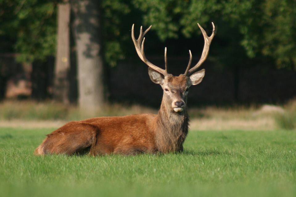 A deer sitting in grass. (lagunabluemolly, Pixabay)