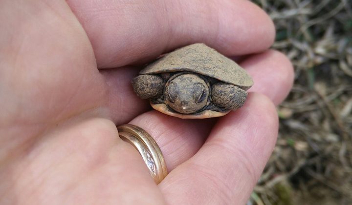 Turtle Festival Ready For Its Second Year