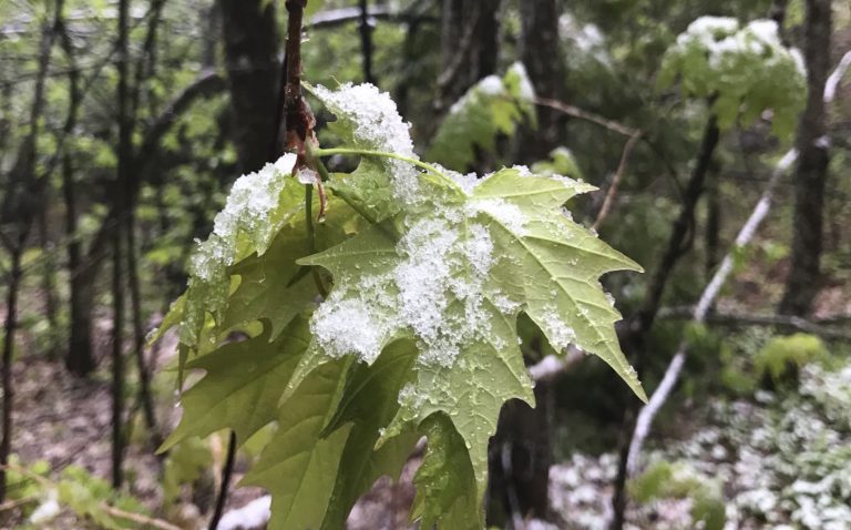 June Snow in Algonquin Park is Unusual, Says Enviornment Canada