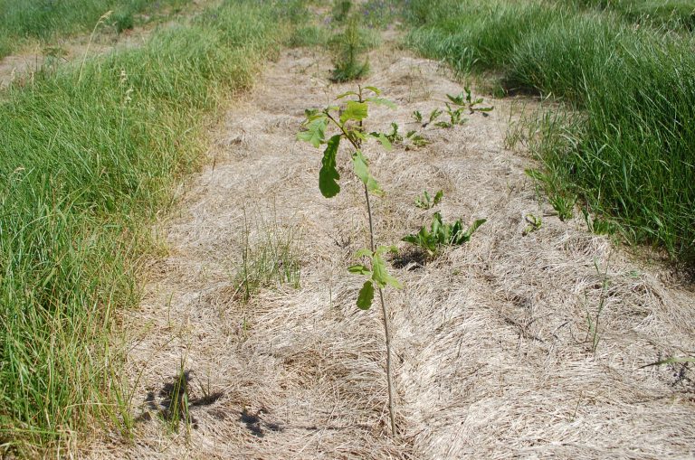 Forests Ontario Says One Billion, Not 50 Million Trees Should be Planted