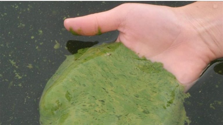 Possible blue-green algae bloom detected in Renfrew County
