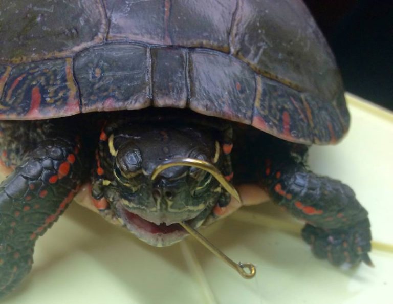 Local Turtle Activist Explains What to do if You Hook a Turtle