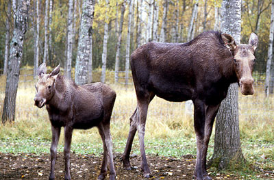 Moose tags now available to be claimed