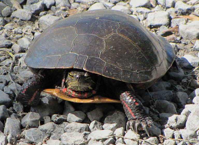 Think Turtle Conservation Initiative urging people to call them in emergencies