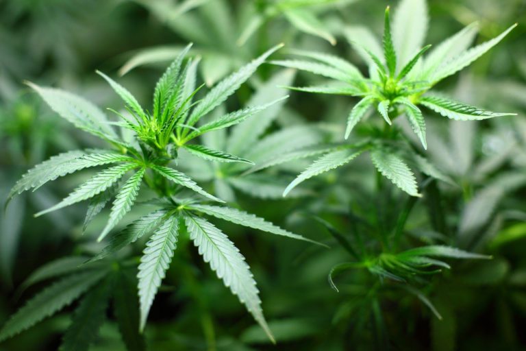 OPP Seize Over 4000 Cannabis Plants Near McArthur Mills