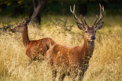 MNR to watch for Chronic Wasting Disease in deer