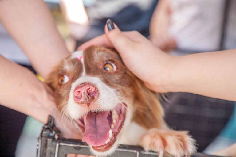 Renfrew County SPCA sharing tips for back to school