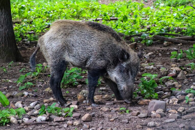 Ontario Federation of Anglers and Hunters looking for volunteers to track wild pigs