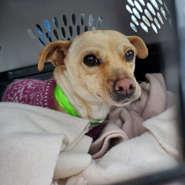 Renfrew County SPCA taking part in first re-homing mission for US dogs
