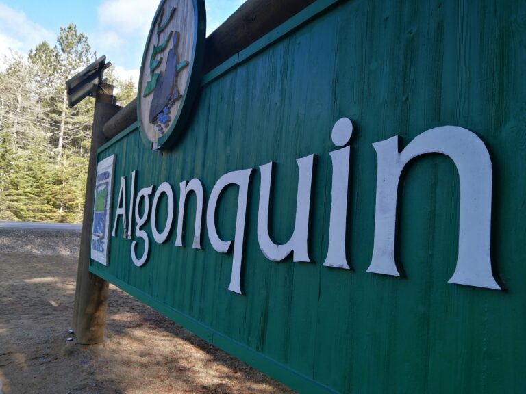 Driver killed in Algonquin Park collision  