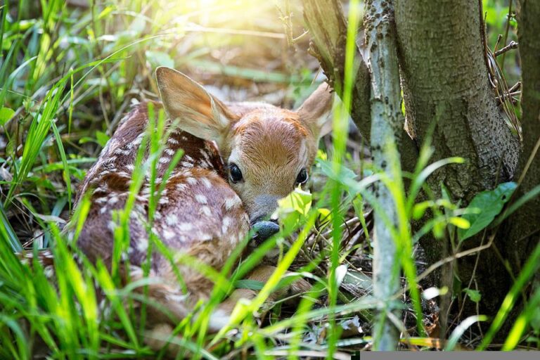 Aspen Valley asking residents to not ‘kidnap’ wildlife