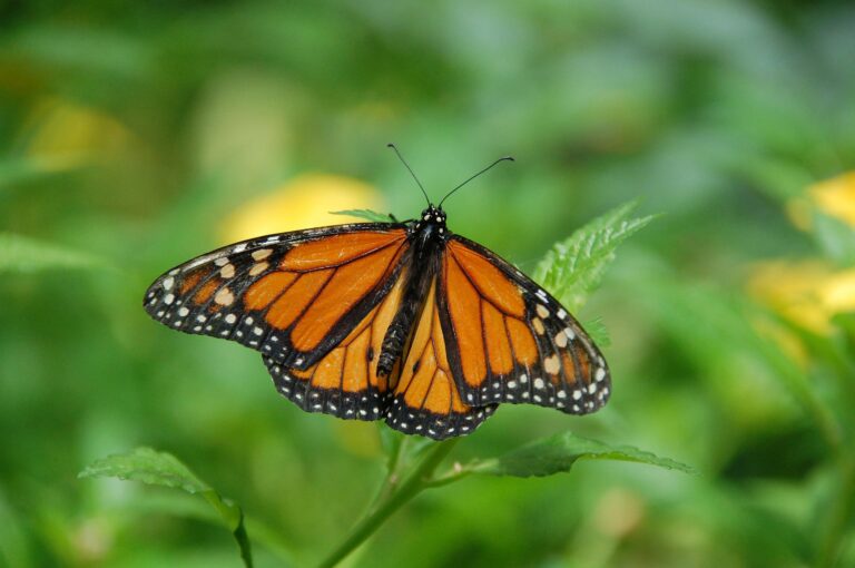 Hospice Palliative Care gathering orders for butterfly release