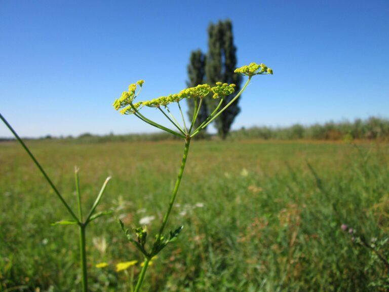 Renfrew County warning about wild parsnip