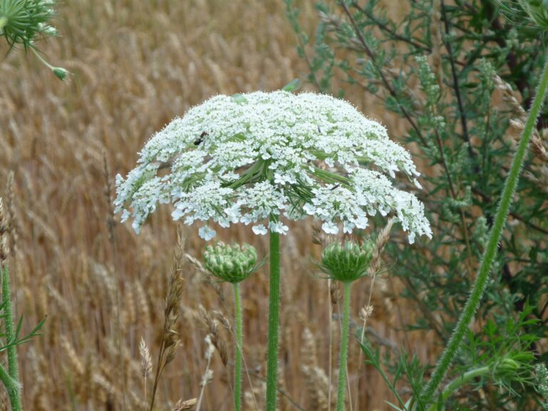 Growing Season host talks giant hogweed and similar dangerous plants in area