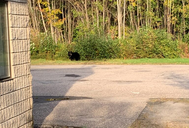 Bear sightings in South Eastern Ontario on rise 