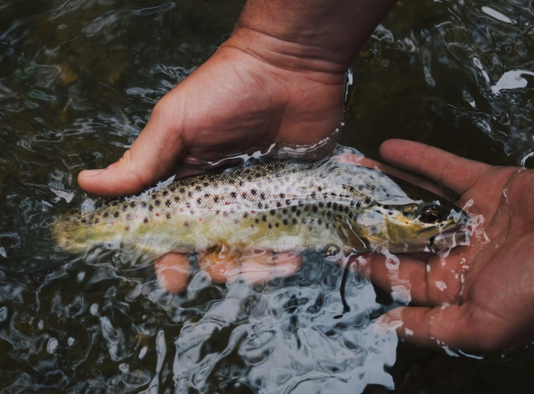 MNRF asking for feedback from anglers on draft fisheries plan