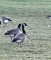 UPDATE: Plans underway to save injured goose