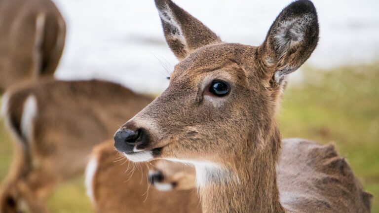 Ontario working with deer hunters to monitor for Chronic Wasting Disease 