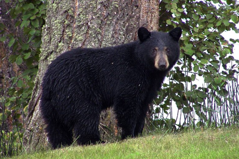 Ontario Fish and Wildlife warning hunters about bears with white ear tags 