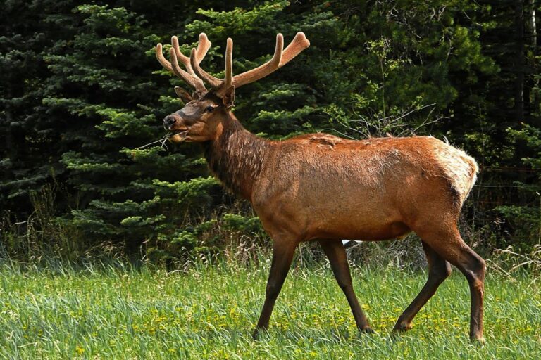 Applications for 2023 elk draw open next week