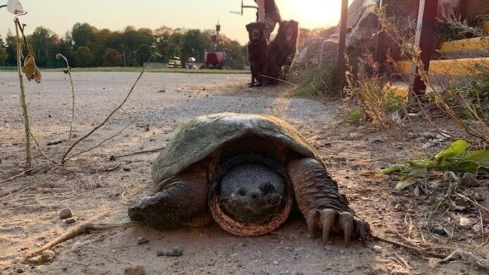 Remains of century-old turtle found, conservationists calling for government action