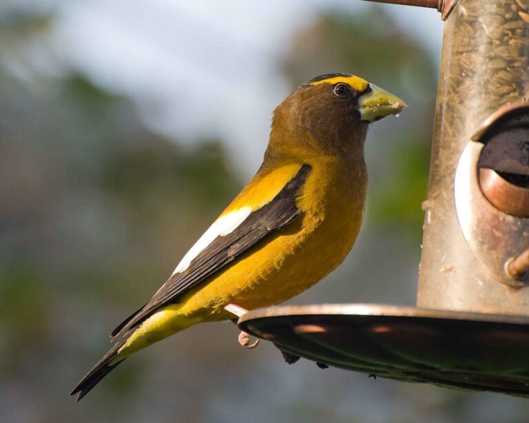 Evening Grosbeaks spotted in Algonquin Park