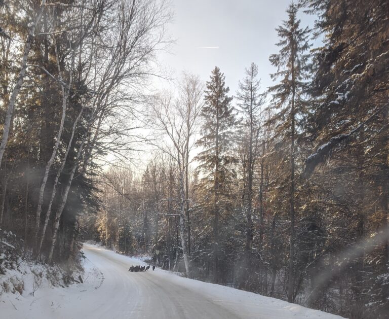 Killaloe OPP urge drivers use caution after collisions involving deer, moose and raccoons 