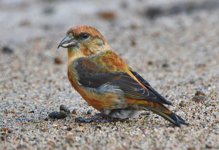 A spectacular bird you might not notice: Algonquin Park & Mayor Willmer
