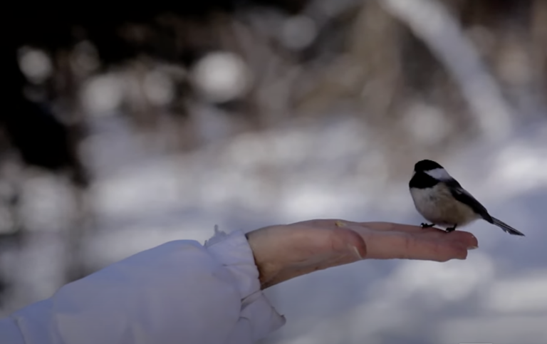 Winter in the Wild festival in Algonquin Park this Saturday