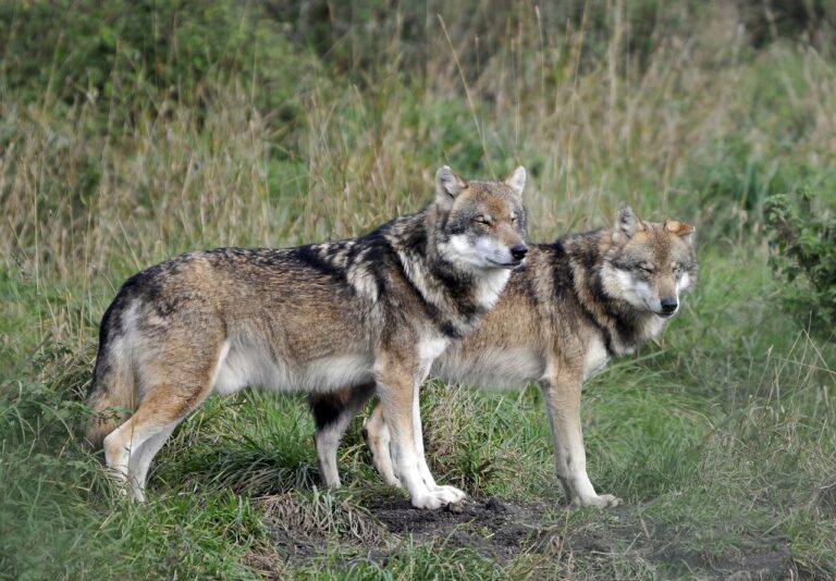 Mating season means wolves and coyotes are more visible 