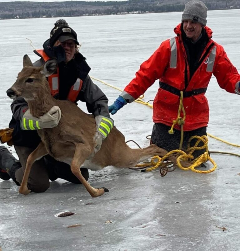Father and son rescue a deer stranded on Golden Lake