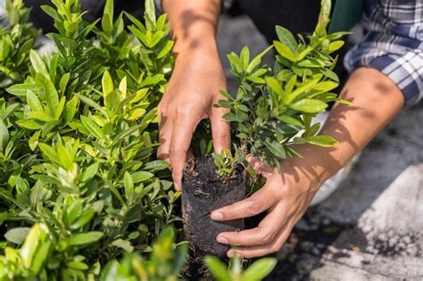 Seedy Saturday: Gardening and community event in Bancroft this Saturday