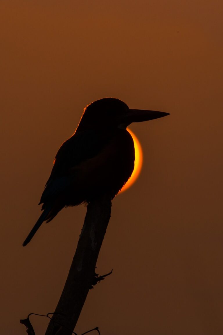 The solar eclipse is getting close, Barry’s Bay will see just over 96% of a ‘total’ eclipse