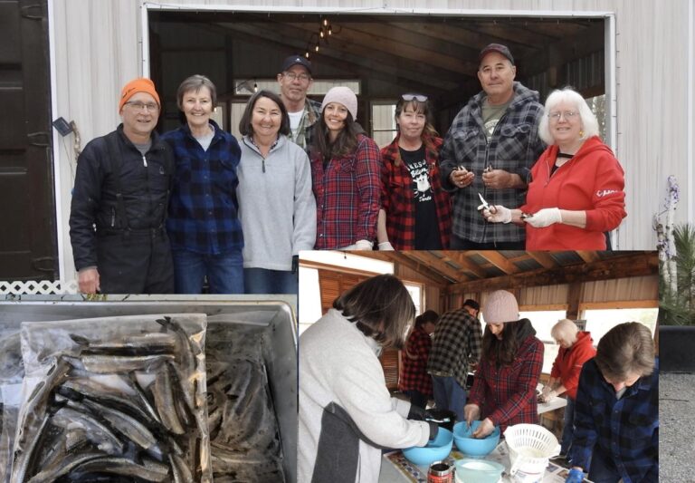 The smelt are running: Volunteers catch and clean over a 1000 smelt for Golden Lake fish fry