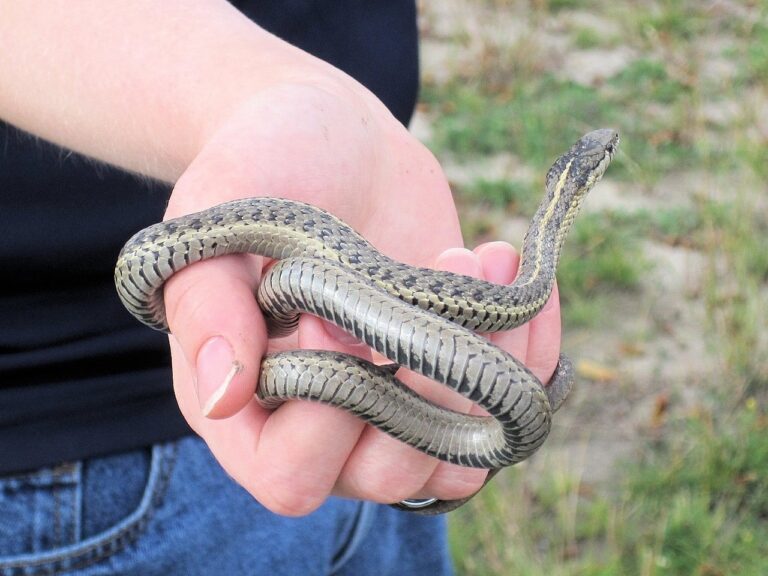 Interactive Snake presentation in Whitney